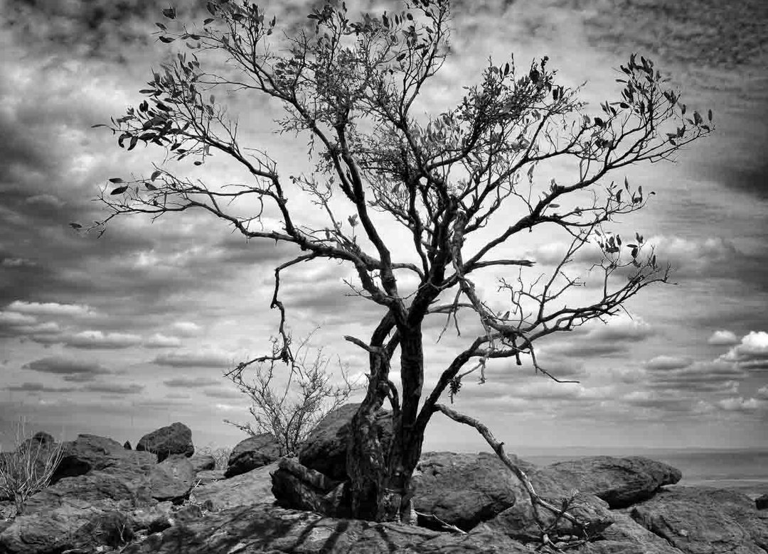 Black and white photograph of a lone tree on rocky ground